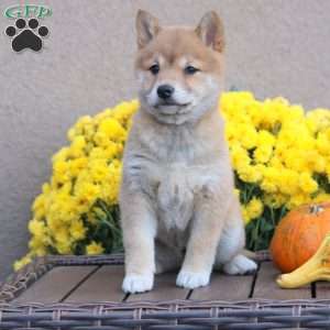 Carla, Shiba Inu Puppy