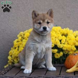 Carla, Shiba Inu Puppy