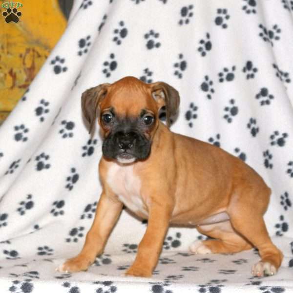 Carlee, Boxer Puppy