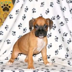 Carlee, Boxer Puppy