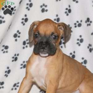 Carlee, Boxer Puppy