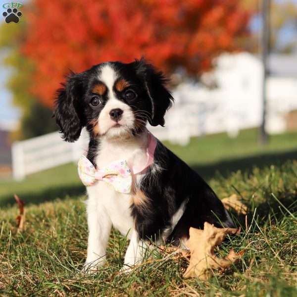 Carly, Cavalier King Charles Spaniel Puppy