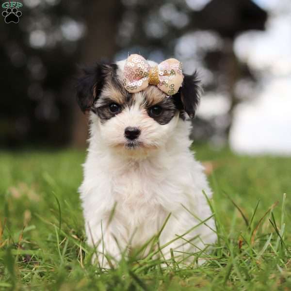 Carly, Yorkie Poo Puppy