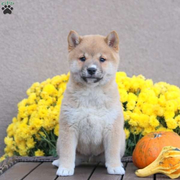 Carmel, Shiba Inu Puppy