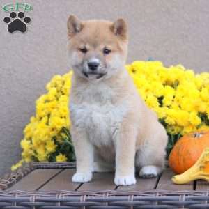 Carmel, Shiba Inu Puppy