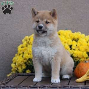 Carmel, Shiba Inu Puppy