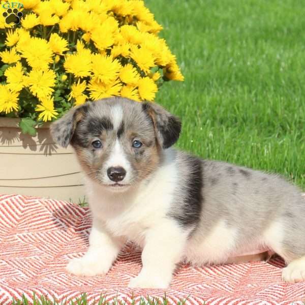 Carmen, Pembroke Welsh Corgi Puppy