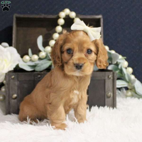 Carmine, Cocker Spaniel Puppy