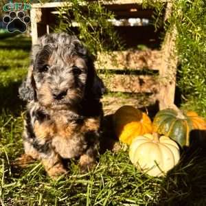 Caro, Mini Goldendoodle Puppy