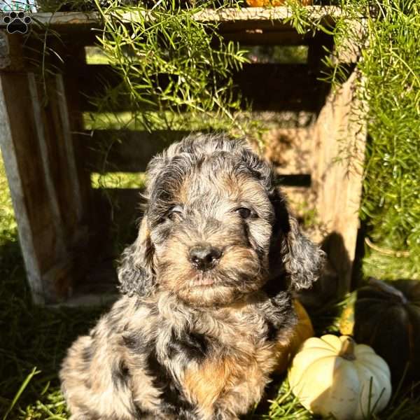 Caro, Mini Goldendoodle Puppy