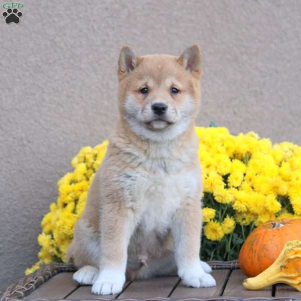 Carson, Shiba Inu Puppy