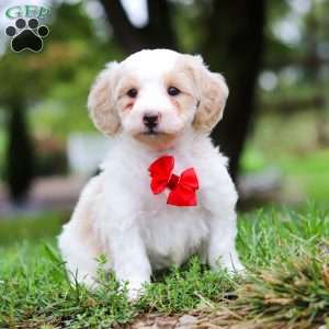 Carter, Maltipoo Puppy