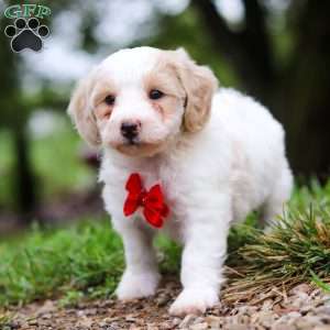 Carter, Maltipoo Puppy