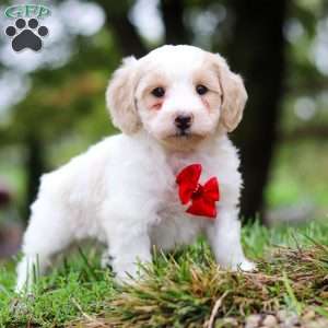 Carter, Maltipoo Puppy