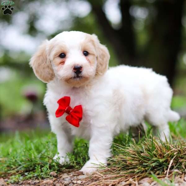 Carter, Maltipoo Puppy