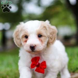 Carter, Maltipoo Puppy