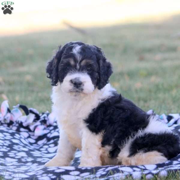 Carter, Cockapoo Puppy