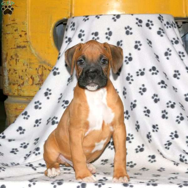 Carter, Boxer Puppy