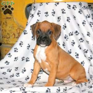 Carter, Boxer Puppy