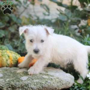 Carter, West Highland Terrier Puppy