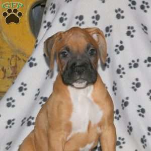 Carter, Boxer Puppy