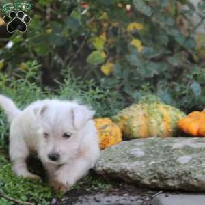 Carter, West Highland Terrier Puppy