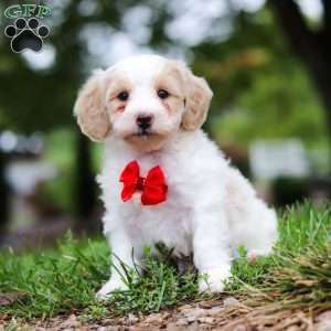 Carter, Maltipoo Puppy