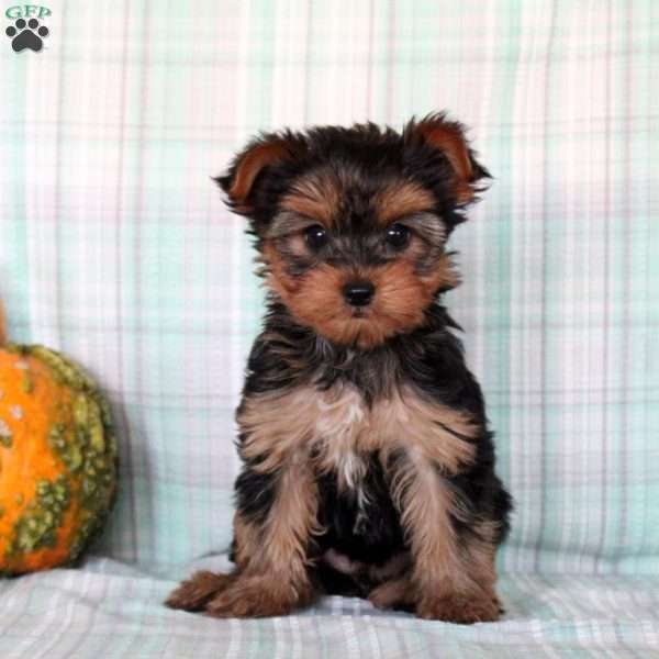 Casey, Yorkie Puppy