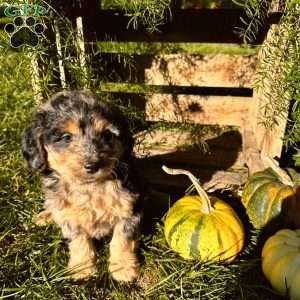 Casey, Mini Goldendoodle Puppy