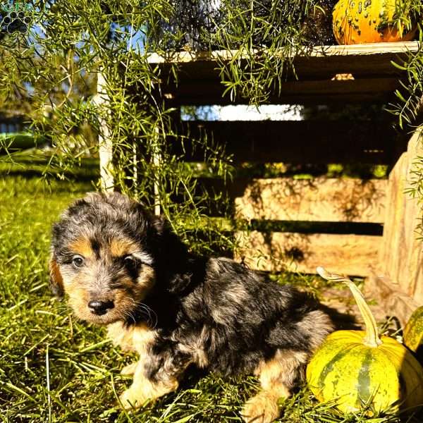 Casey, Mini Goldendoodle Puppy