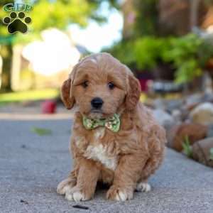 Casper, Mini Goldendoodle Puppy