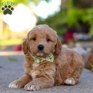 Casper, Mini Goldendoodle Puppy