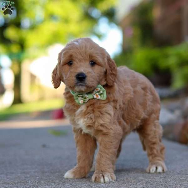 Casper, Mini Goldendoodle Puppy