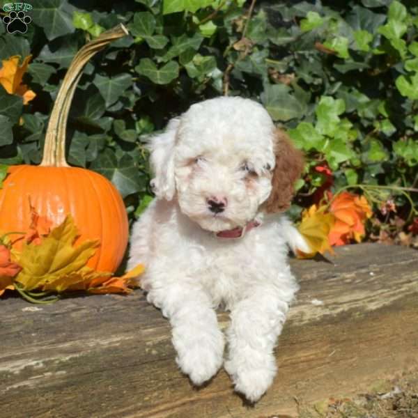 Casper, Cavapoo Puppy