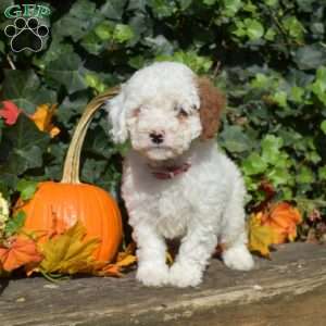 Casper, Cavapoo Puppy