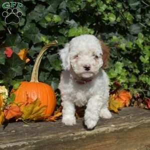 Casper, Cavapoo Puppy