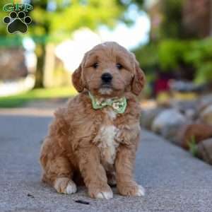 Casper, Mini Goldendoodle Puppy