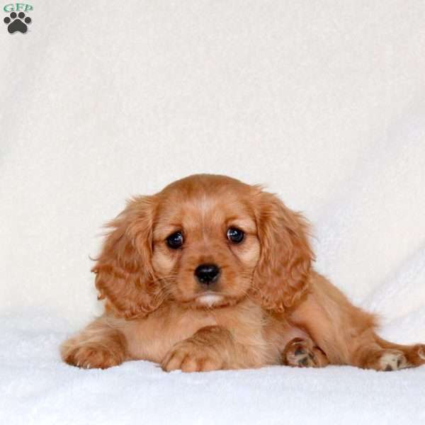 Cassidy, Cavalier King Charles Spaniel Puppy