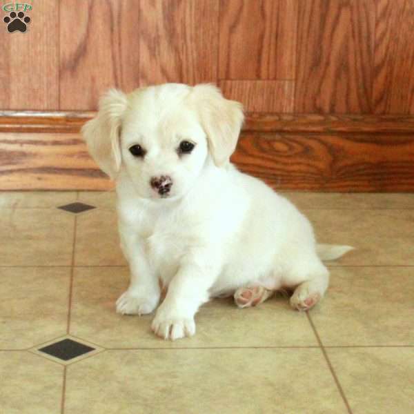 Cassidy, Cocker Spaniel Mix Puppy