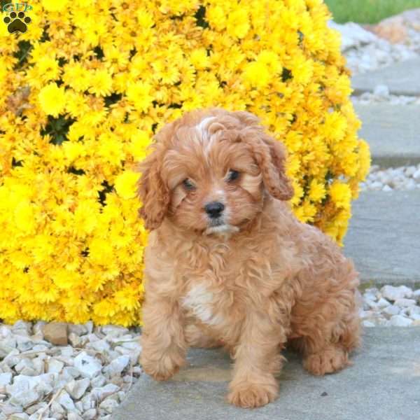 Cassidy, Cavapoo Puppy