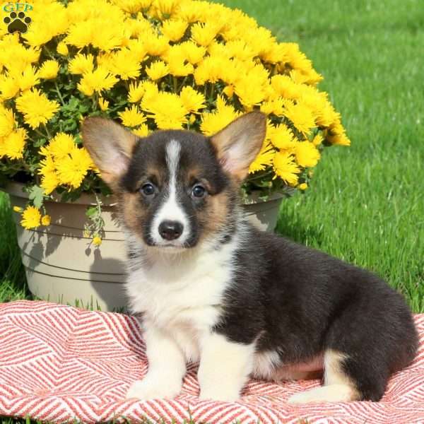 Cassidy, Pembroke Welsh Corgi Puppy