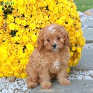 Cassidy, Cavapoo Puppy