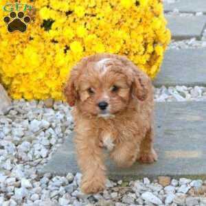 Cassidy, Cavapoo Puppy