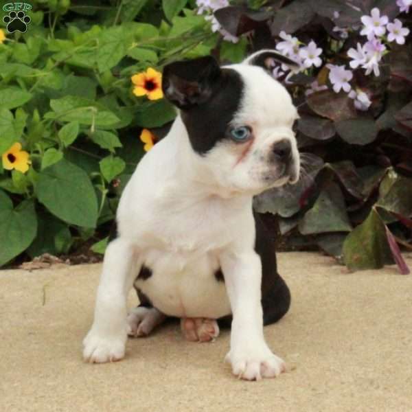 Cassie, Boston Terrier Puppy