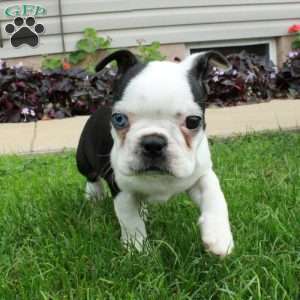 Cassie, Boston Terrier Puppy