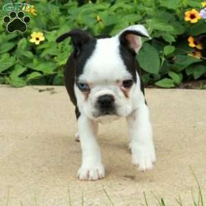 Cassie, Boston Terrier Puppy