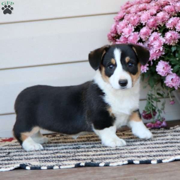 Cassie, Pembroke Welsh Corgi Puppy