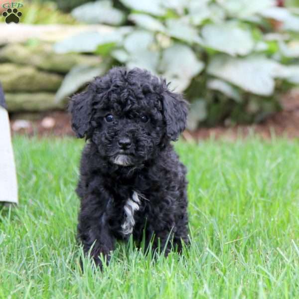 Cassie, Miniature Poodle Puppy