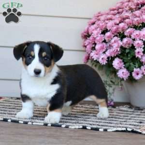 Cassie, Pembroke Welsh Corgi Puppy