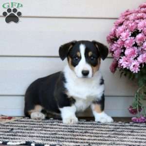 Cassie, Pembroke Welsh Corgi Puppy